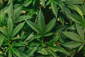 cbd thcjd